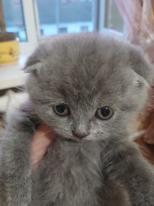 Шотландские веслоухие котята