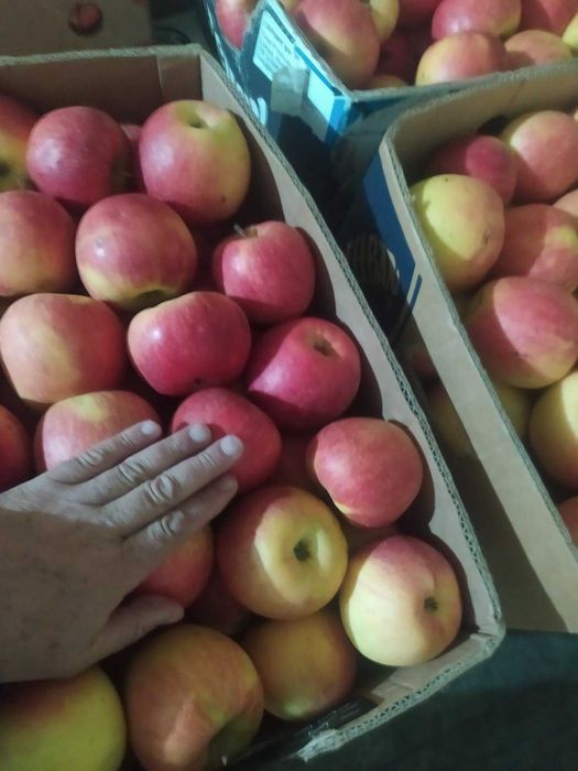 Продам яблука сортів Флоріна, Голден, Джонаголд, Айдаред, Пінова тільки ГУРТ