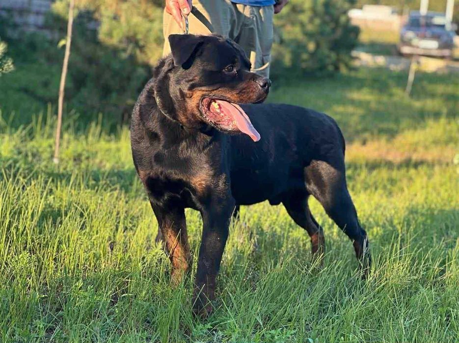 Zeus Rottweiler szuka domu