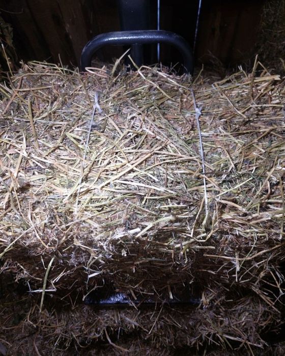 Siano kostka Koniczyna krwistoczerwona  inkarnatka