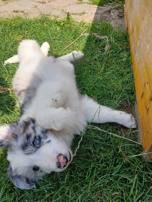 Szczeniak border collie blue merle samiec, gotowy do odbioru