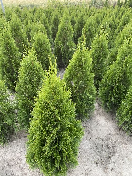 Tuja Szmaragd 90-100 PROSUCENT ‼️ Dostawa