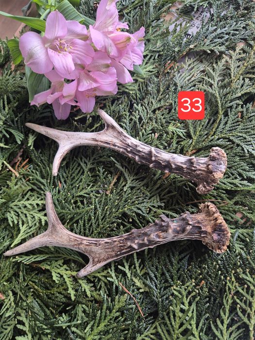 20cm DUŻA  parka poroże sarny rogi deer para rogi