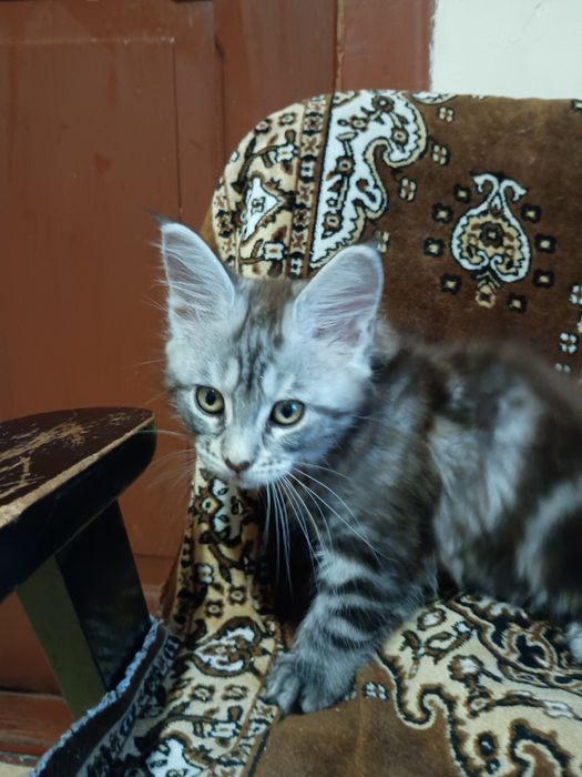 Koteczka Fortuna Maine Coon