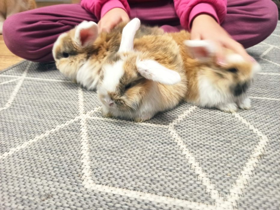 Królik miniaturek - baranek