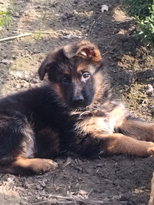 Щенки Немецкой овчарки/ German Shepherd Puppies.цуценята німецької вів