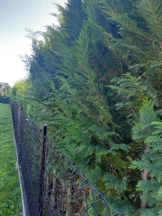 Ogrodzenie z siatki czarnej powlekanej