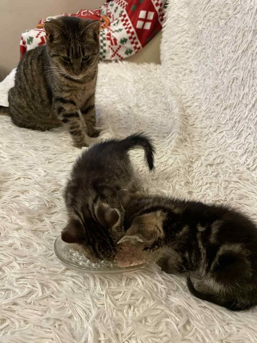 Dwa maluszki szukają domu