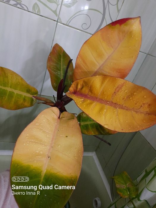 Philodendron Karlo