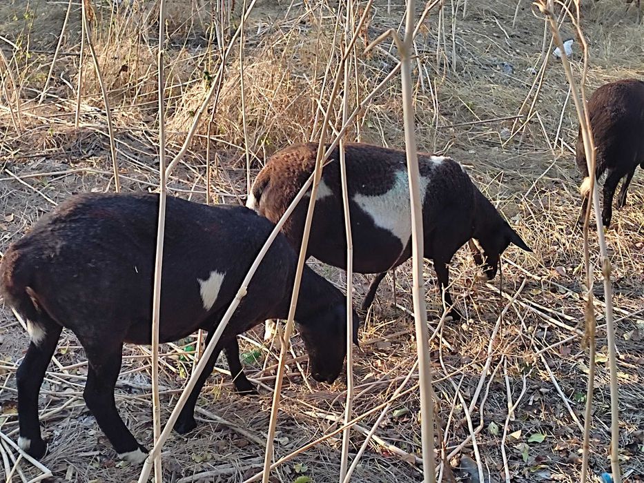 Продам ярки та матки крос дорпера (вівці, овцы)