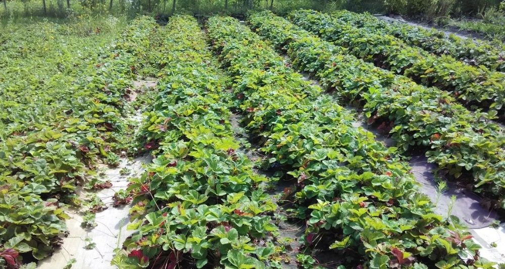 Геотекстиль від бур'янів, 100-330г/м2