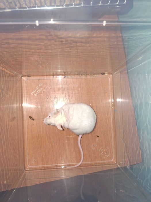 Mysz albinos samiec