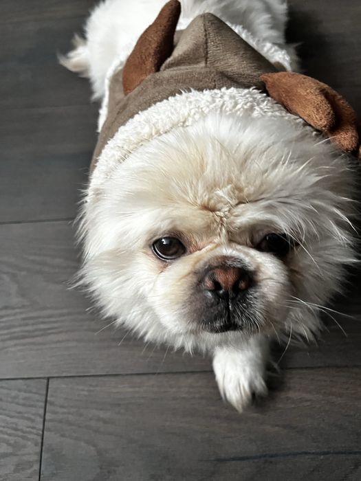 Zaginal bialy pekinczyk