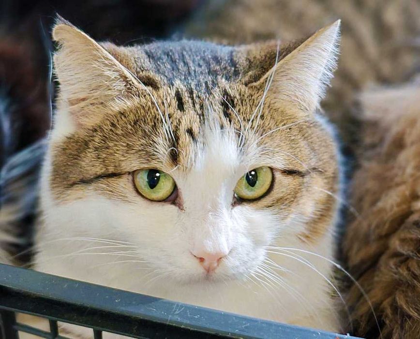 Дуже ніжна чарівна киця Лайта терміново, 1 р, кішка, кошка шукає дім