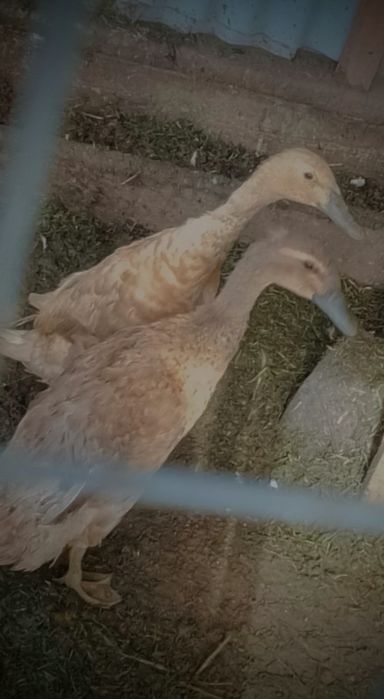 Kaczki biegus z czubem