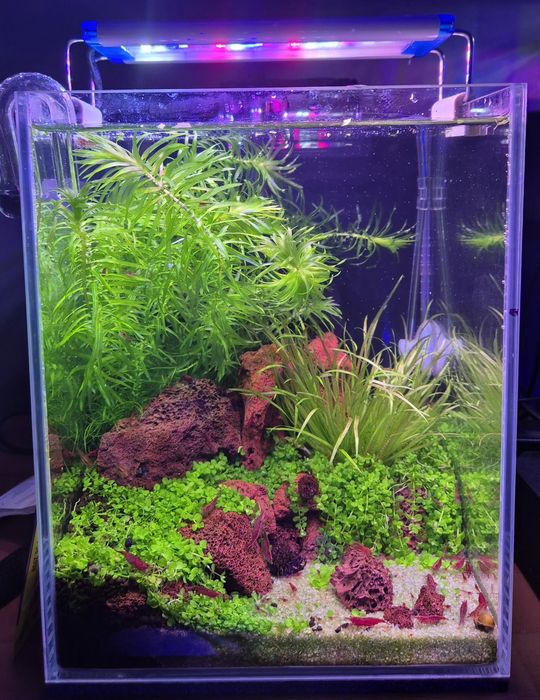 Akwarium Krewetkarium 10l z życiem 20x20x25cm optiwhite komplet