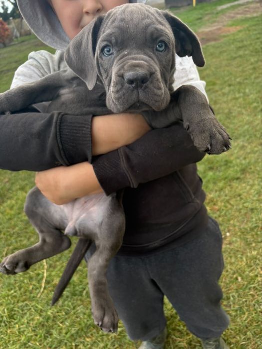 Suczka CaneCorso