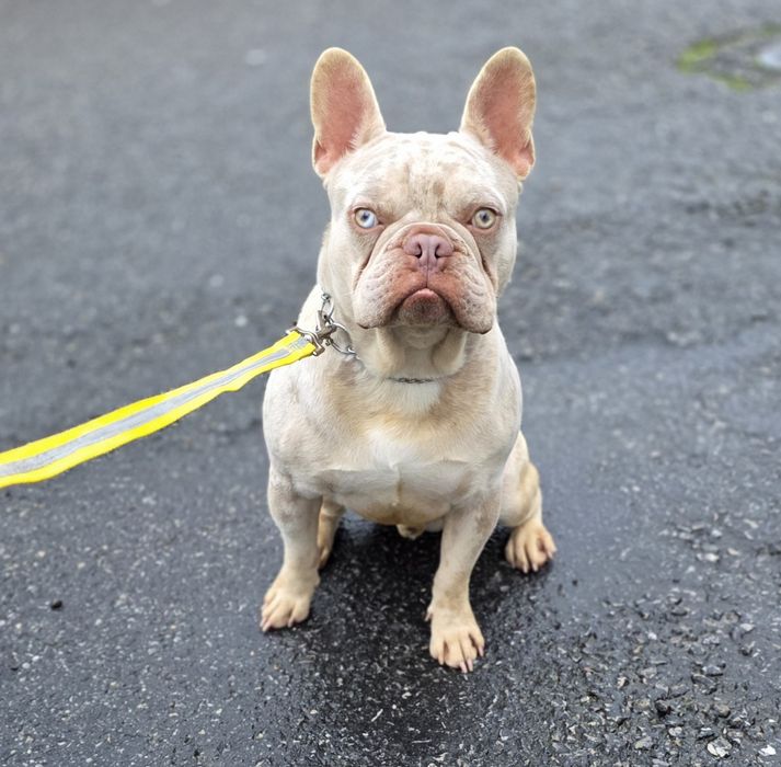 Buldogue Francês Macho Isabella tan