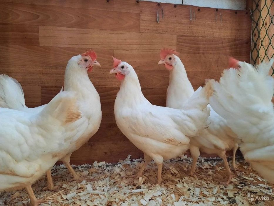 Кури ломан сенді 5 міс