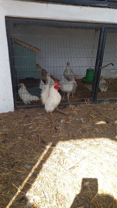 Galinhas Serama (ovos)