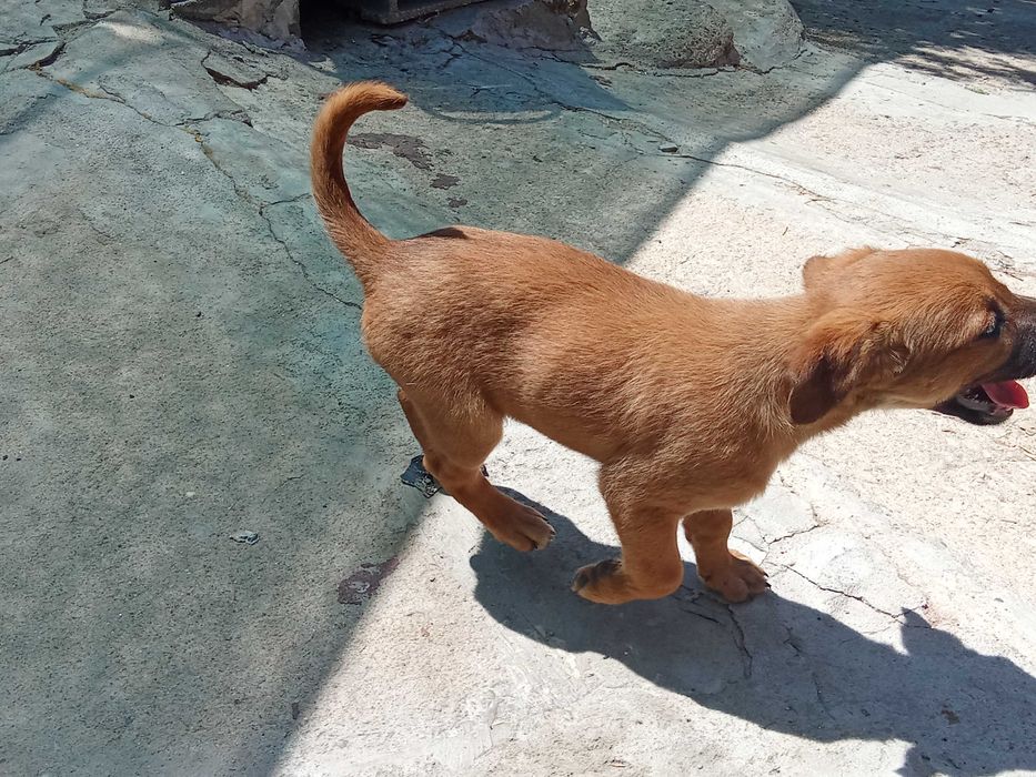 Cachorros pra adoção