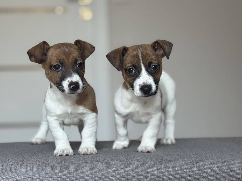 Jack Russell Terrier - pies ;)