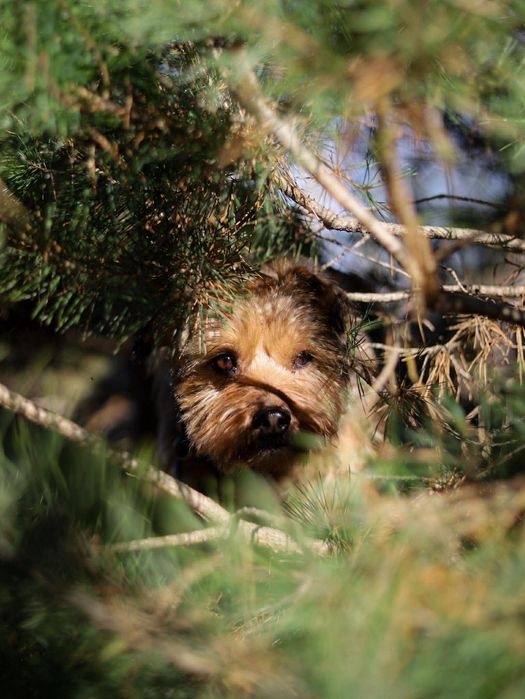 Uroczy HYZIO szuka domu