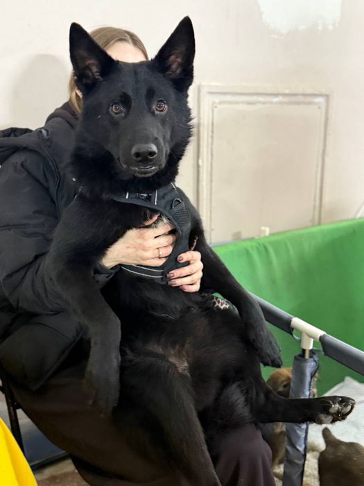 Скай метис вівчарки 1 рік  шукає дім