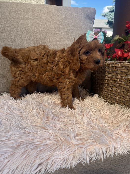 Cudowna suczka cavapoo do odbioru
