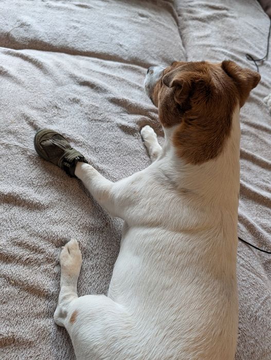 Buty dla psa (2 szt) Winhyepet rozmiar 3