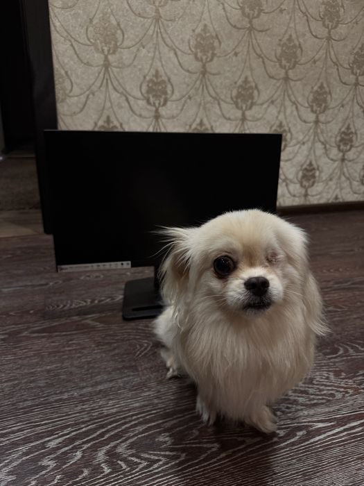 монитор msi на запчасти