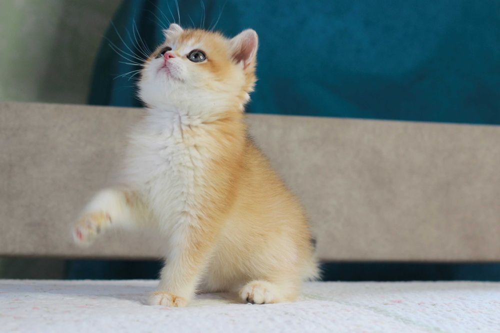 Милий британський хлопчик