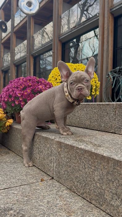 Buldog Francuski chłopak New shade Isabella