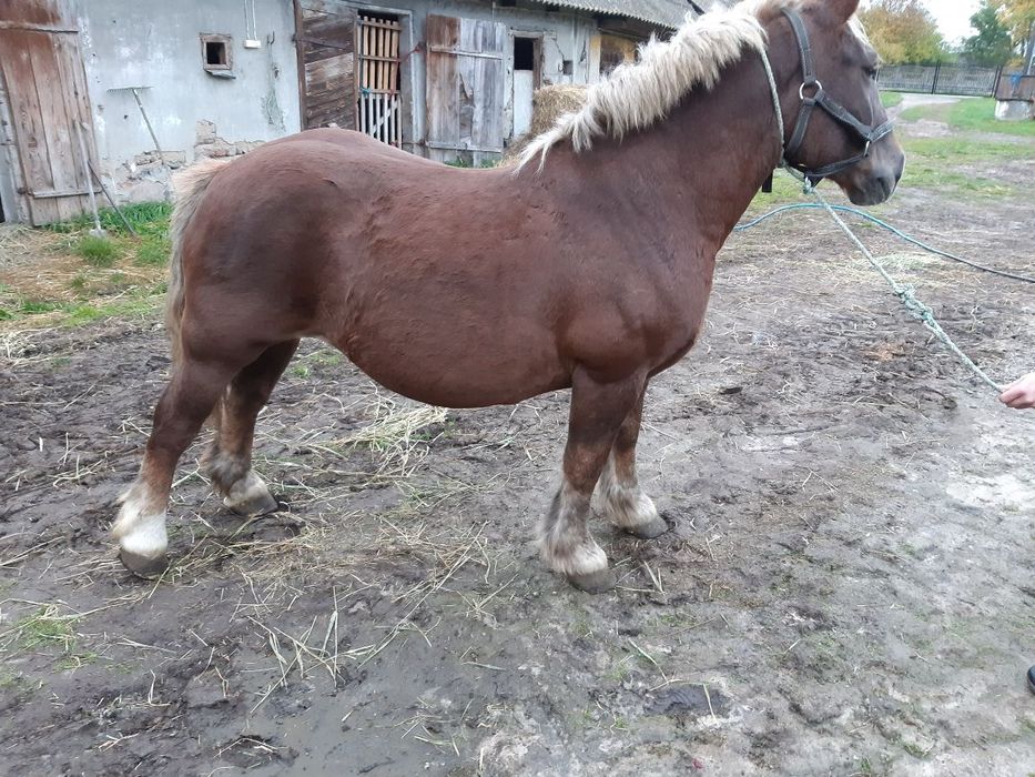 Sprzedam klacz źrebną