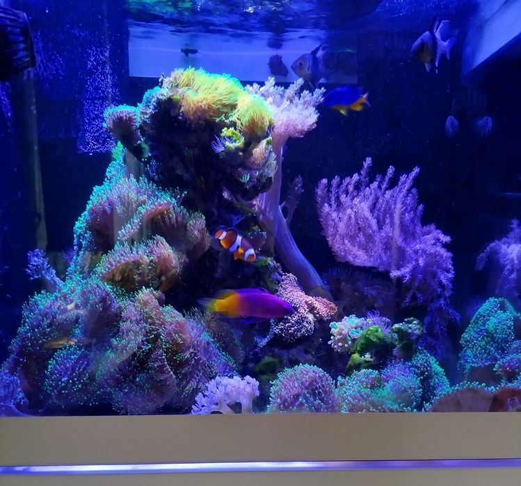 Odpieniacz+filtr Tunze Reefpack