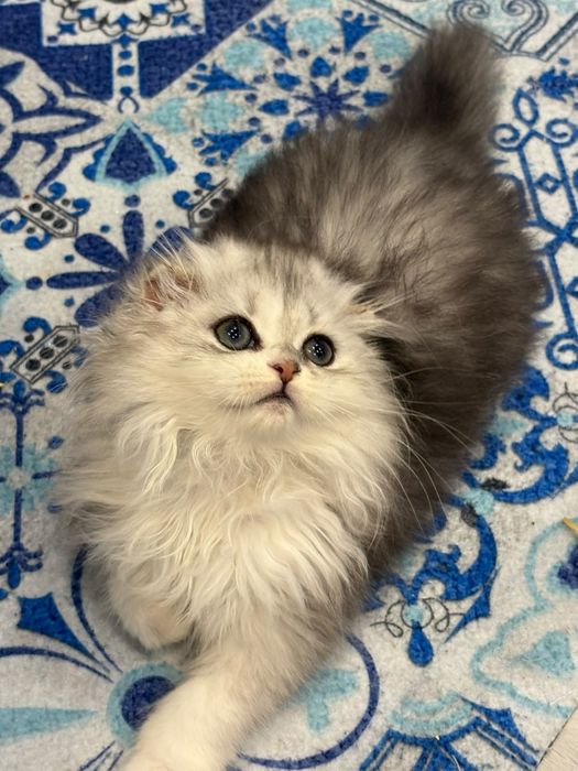 Femea scottish fold pedegree WCF