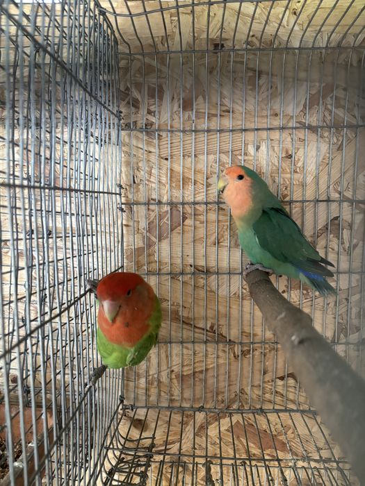 Troca Roseicollis Long Fêmea 2021 Opalina