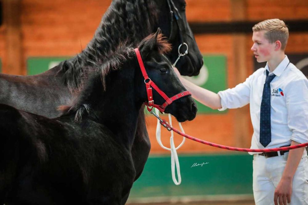 klacz fryzyjska po WIBOUT