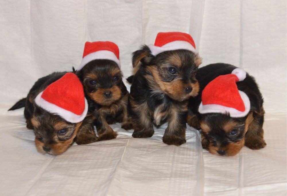 York Terrier  piesek