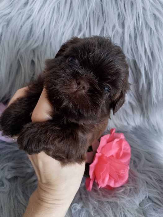 Piękna czekoladowa suczka Shih -Tzu szuka domku