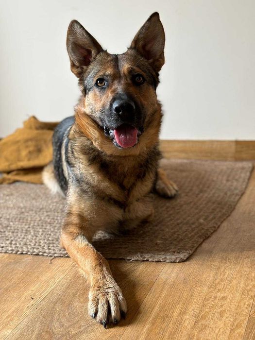 Alinka - suczka w typie owczarka niemieckiego szuka domu!