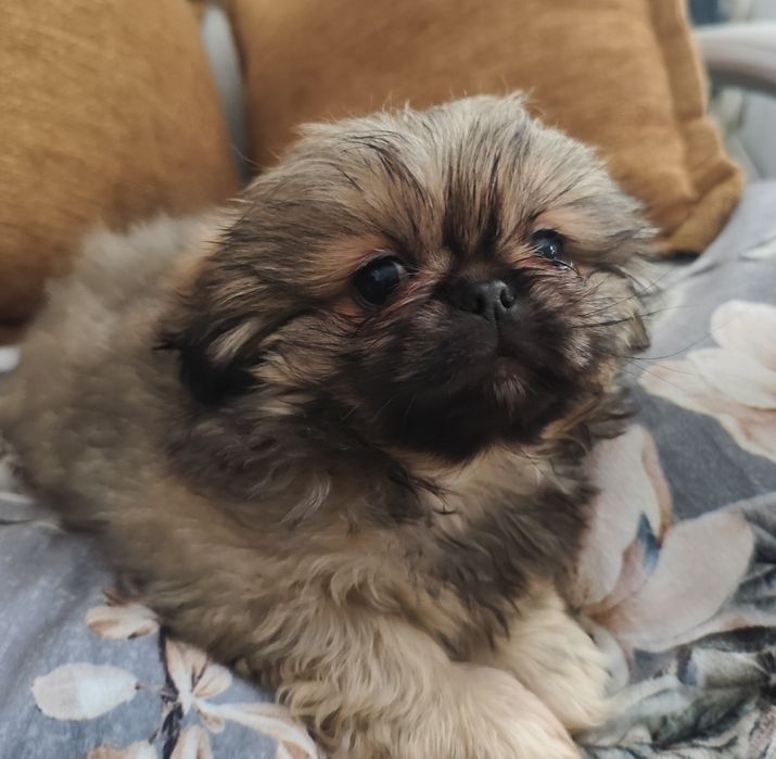 дівчатка карликового  пекінеса