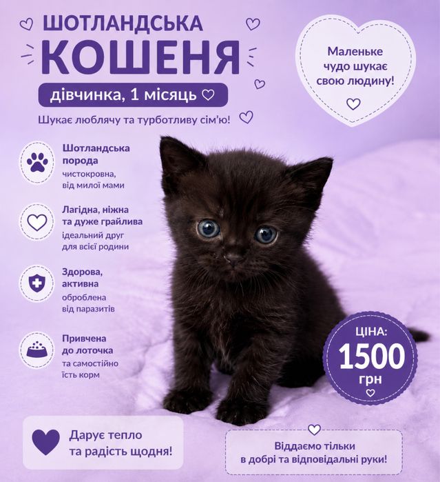 Продам Шотландських кошенят