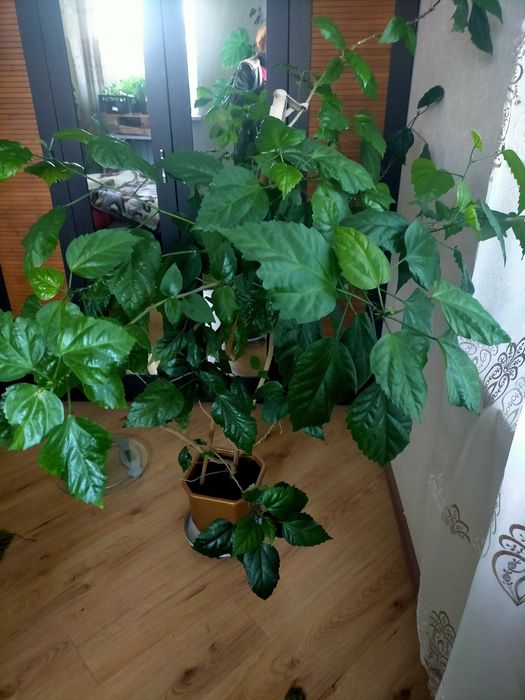 Китайська рожа вазон