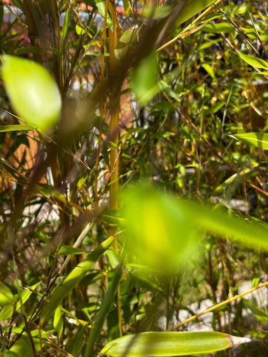 Bambu para vaso ou jardim