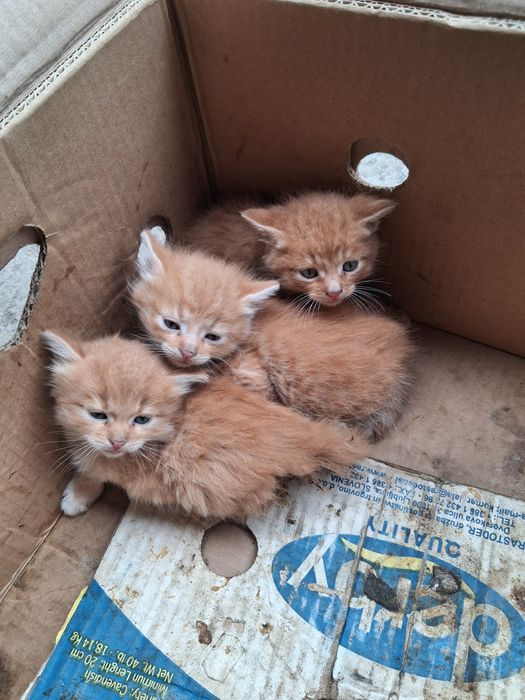 Котенята - в добрі руки.