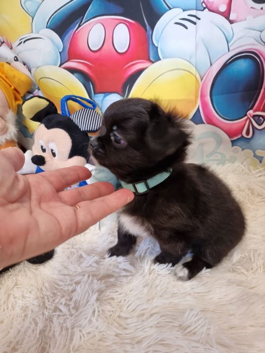 Chihuahua Macho de pêlo comprido c Pedigree e afixo