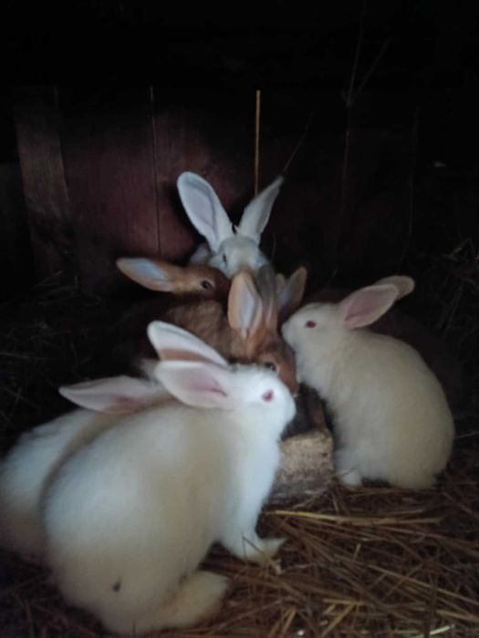 Króliki samce i samice