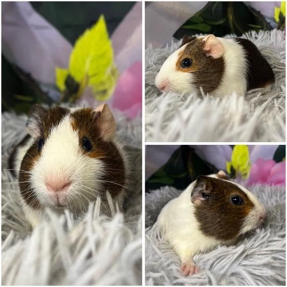 Świnki Morskie Cavie