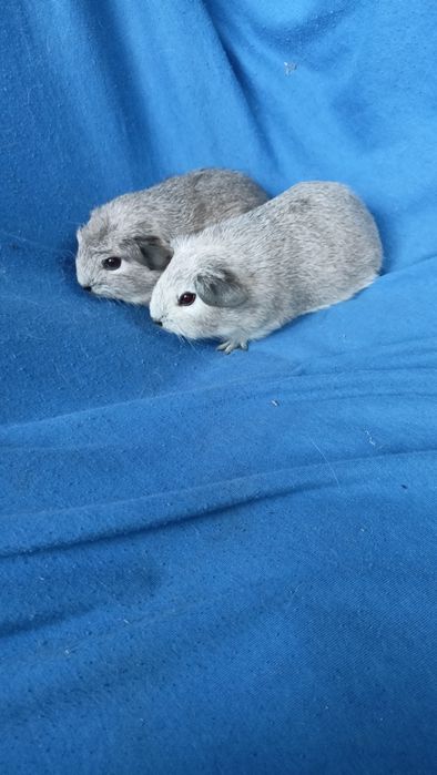 Питомник морских свинок